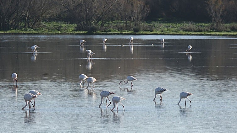 El Gobierno insiste en que las marismas de Doñana forman parte de la costa