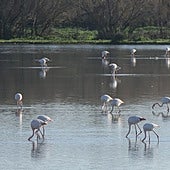 El Gobierno insiste en que las marismas de Doñana forman parte de la costa