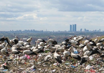 Los análisis a las cigüeñas muertas en Getafe confirman un nuevo foco de gripe aviar de alta patogenicidad