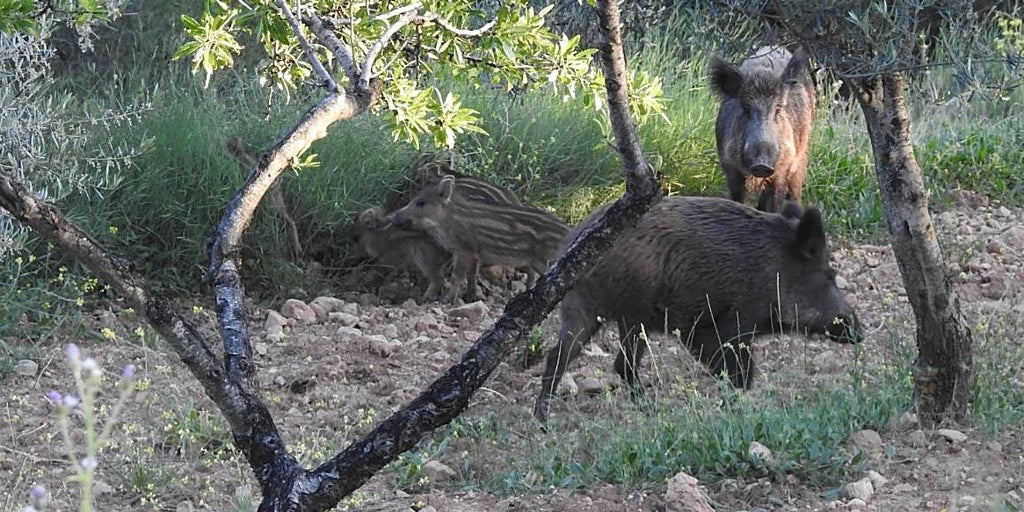 40 euros por jabalí abatido: el Gobierno valenciano pagará a los cazadores para controlar su sobrepoblación