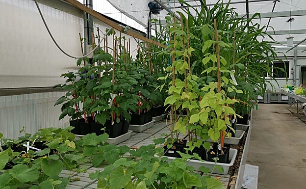 Itagra Greenhouse