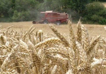 Los cereales, en crisis con precios bajo el umbral de rentabilidad
