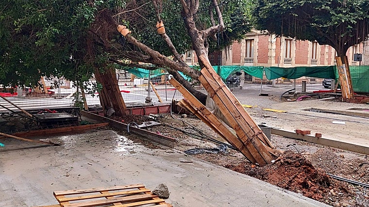 Árvores derrubadas por fortes rajadas de vento na capital Almería