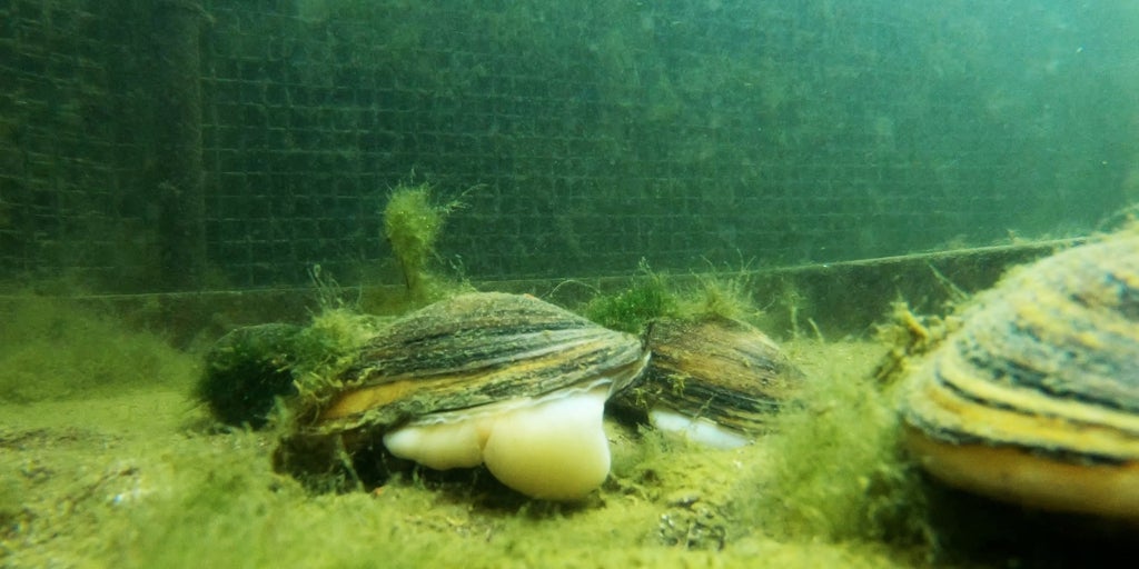 La alianza para salvar al petxinot de la extinción, el molusco que depura el agua de la Albufera de Valencia en silencio