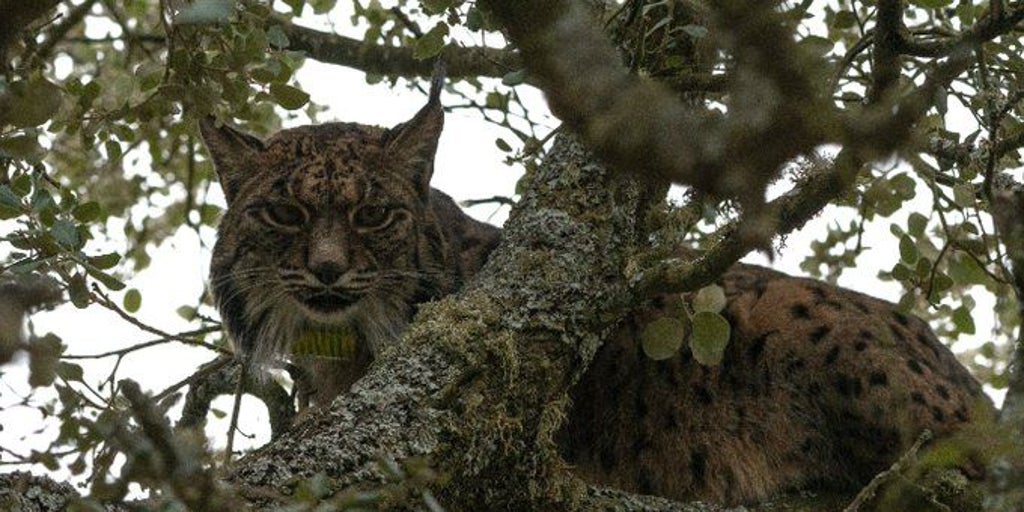 Nala, la lince que se ha paseado y dejado grabar entre las bodegas de la localidad palentina de Villalobón