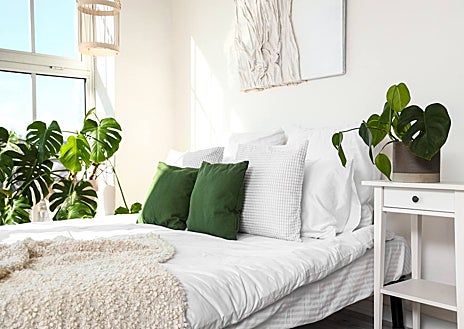 Imagen secundaria 1 - Jardín de hortensias en la imagen superior, Monstera Deliciosa decorando un dormitorio y una Adelfa a la derecha, todas ellas tóxicas