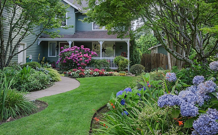 Imagen principal - Jardín de hortensias en la imagen superior, Monstera Deliciosa decorando un dormitorio y una Adelfa a la derecha, todas ellas tóxicas