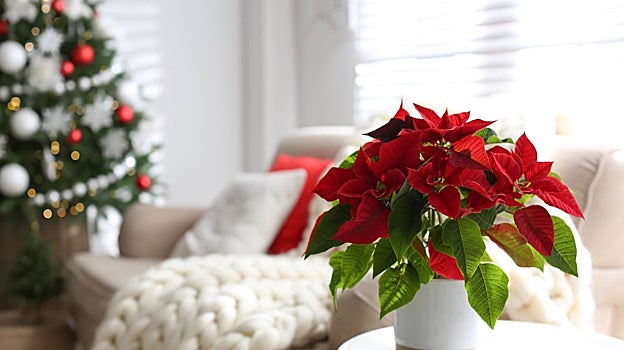 La flor de pascua es tóxica para los humanos y venenosa para perros y gatos