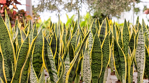 La popular lengua de suegra