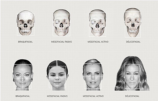 Los cuatro biotipos faciales que ha descrito Yvette Pons.