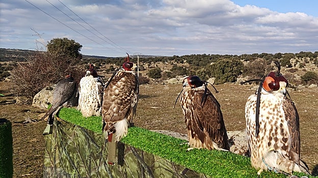 Es una oportunidad de ver de cerca la naturaleza en vivo