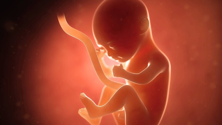 Los fetos usan un gen heredado de su padre para obligar a su madre a liberar mayor cantidad de nutrientes