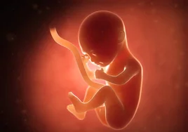 Los fetos usan un gen heredado de su padre para obligar a su madre a liberar mayor cantidad de nutrientes