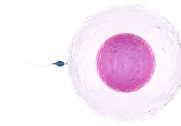 Hay más bebés nacidos por FIV si los óvulos se recolectan en verano, según un estudio