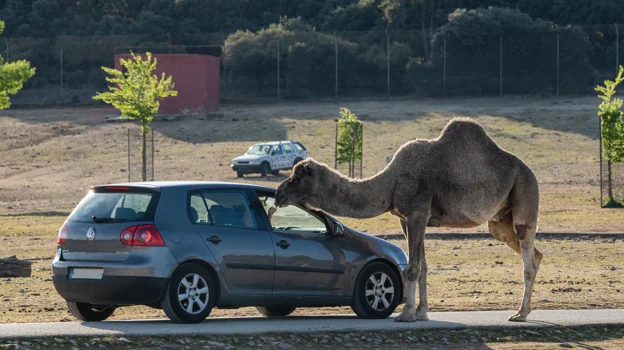 Los visitantes pueden observar muy de cerca, en sus vehículos, a los animales en semilibertad