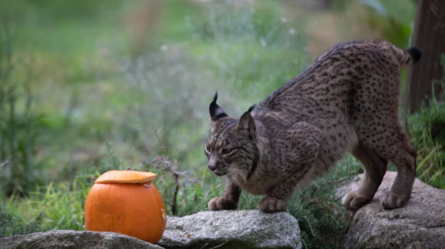 El Zoo propone una forma de disfrutar Halloween en compañía de animales