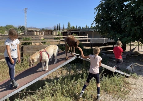 Imagen secundaria 1 - Momentos diferentes de las IAA en la Fundació S'HORT VELL, tanto con perros como con ponis