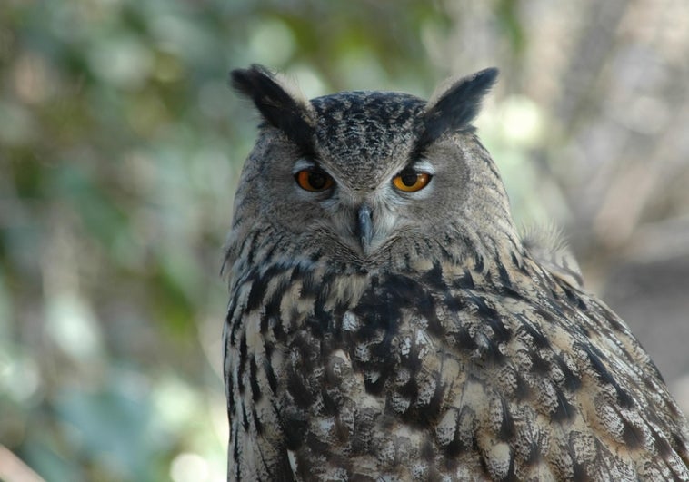 Álex Corretja: «Lo de Ferrero le va ayudar a Alcaraz a crecer, a tomar sus decisiones»