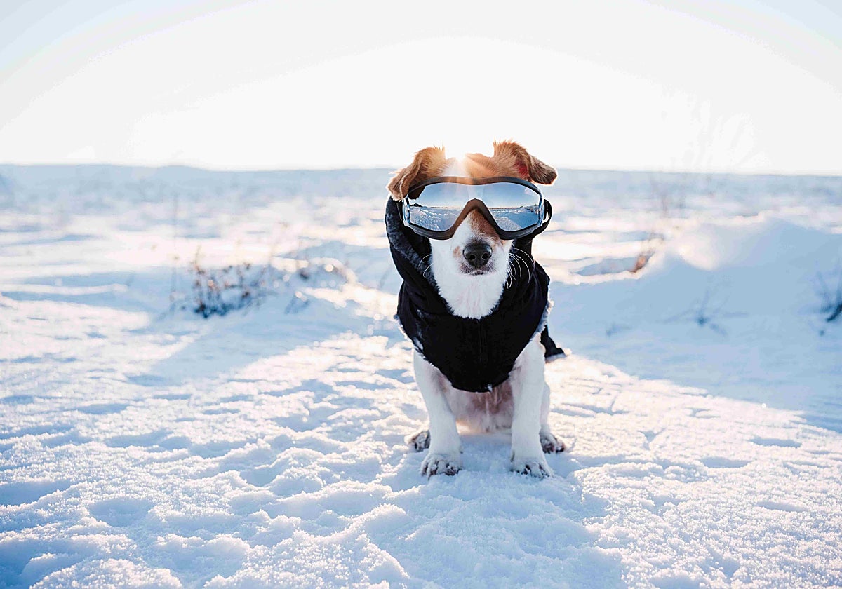 Un Jack Russel bien abrigado en la nieve