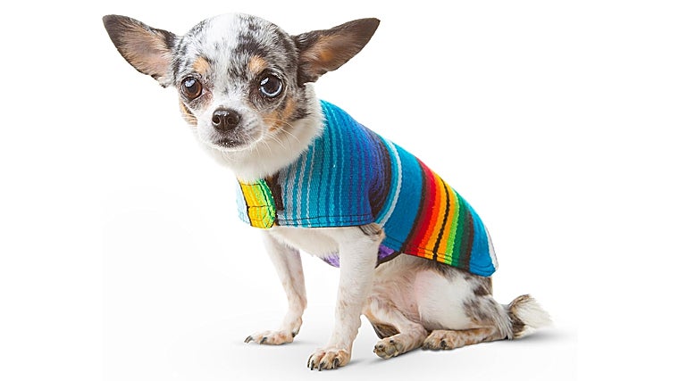 Los mejores chubasqueros para proteger a tu perro de la lluvia y el frío