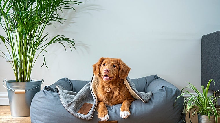 Código descuento Tiendanimal exclusivo ABC, ahorra 7€ en tu primera compra en febrero 2025