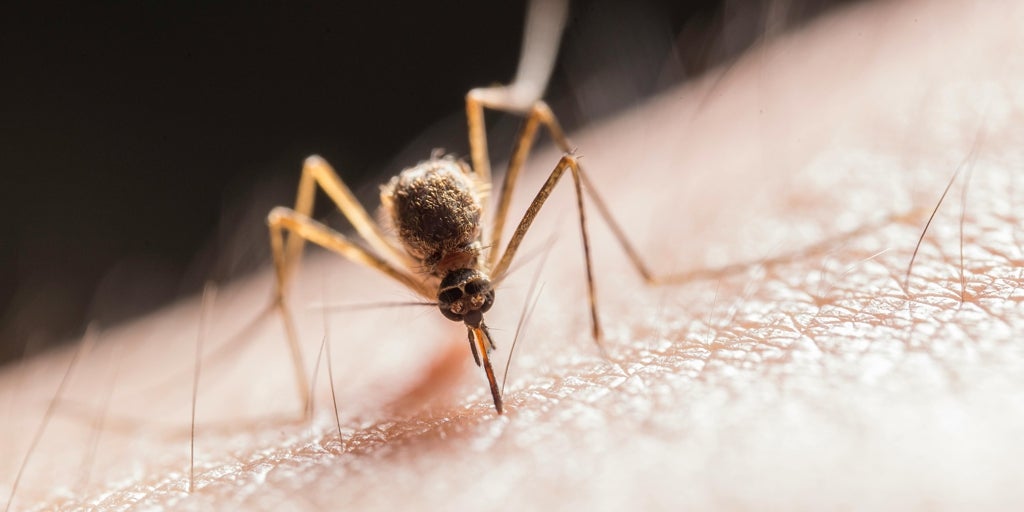 No más picaduras en vacaciones: qué llevar y colocar para evitar que te piquen los insectos