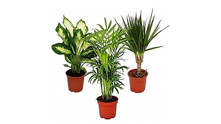 Te enseñamos las 5 mejores plantas de interior para purificar el aire