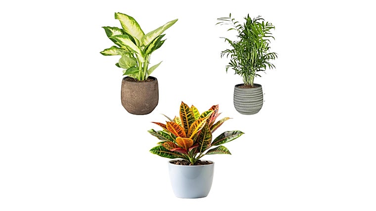 Te enseñamos las 5 mejores plantas de interior para purificar el aire