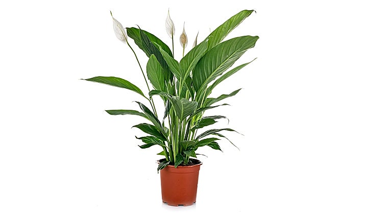 Te enseñamos las 5 mejores plantas de interior para purificar el aire