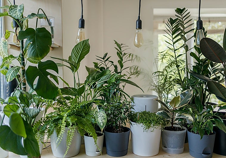 Te enseñamos las 5 mejores plantas de interior para purificar el aire