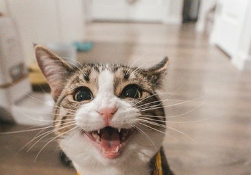 Dale a tu mascota lo que se merece: estos son los 7 accesorios para gatos más vendidos en Amazon