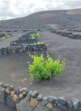 Imagen - Así son los peculiares viñedos tradicionales de Lanzarote