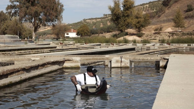 Un empleado de Caviar Riofrío trabajando en la piscifactoría en la que se crían los esturiones