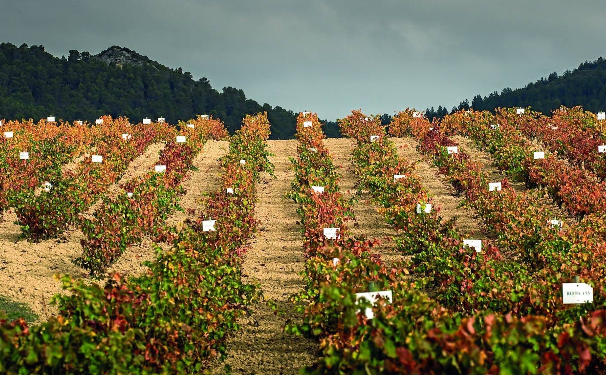 Banco de germoplasma en las Bodegas Roda, en el viñedo de Cubillas, en Haro