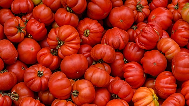 Tomates corazón de buey