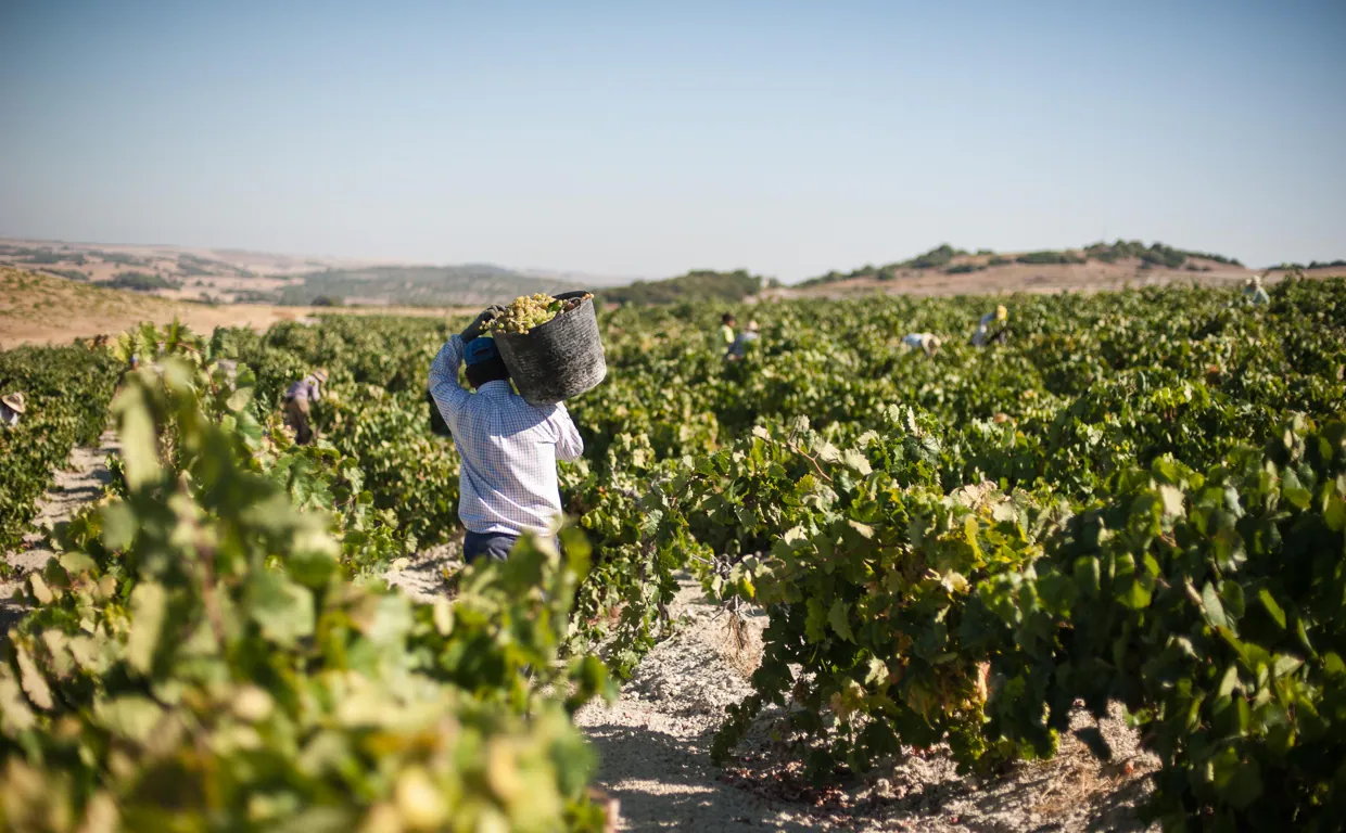 Cómo serán los vinos de 2022? El calor marca una vendimia extrema