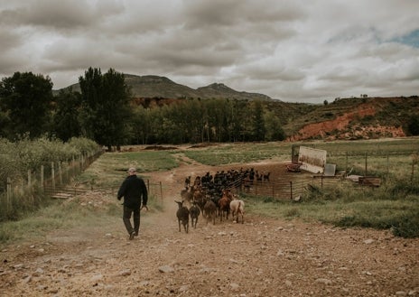 Imagen secundaria 1 - Benito Calvo Tejada, ganadero inscrito a la DOP que pastorea en Herce, La Rioja