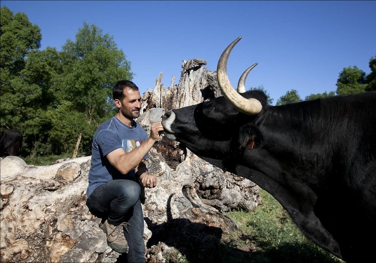 Los salvadores del buey: la carne más buscada, de la Laponia española a las antiguas minas de León