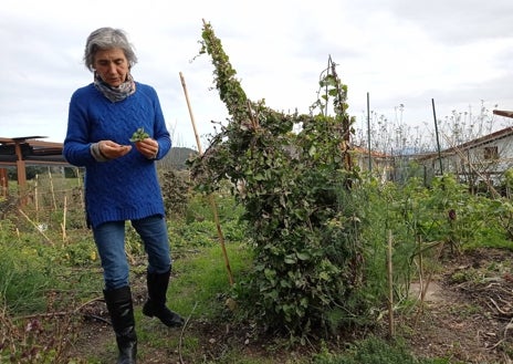 Imagen secundaria 1 - Sobre estas líneas, arriba, chorizo y salchichón elaborado con las cabezas de los pulpos por Andoni Txintxilla. Abajo, a la izquierda, la botánica Clara Gutiérrez en el huerto propio que tiene Hamarratz. A la derecha, cámara  en la que el chef cura pescados y embutidos