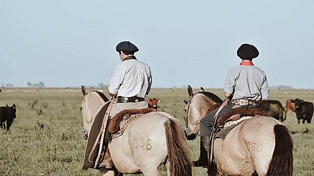 Novillos en la Pampa argentina