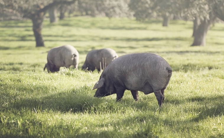 Imagen principal - Sobre estas líneas, cerdos ibéricos en las dehesas de Señorío de Montanera. Abajo, a la izquierda, presentación de las carrilleras de cerdo ibérico que vende Covap –dentro de su serie Alta Expresión de los Pedroches– durante estos días. A la izquierda, nigiris con carne fresca de montanera Maldonado en Ikigai Velázquez.