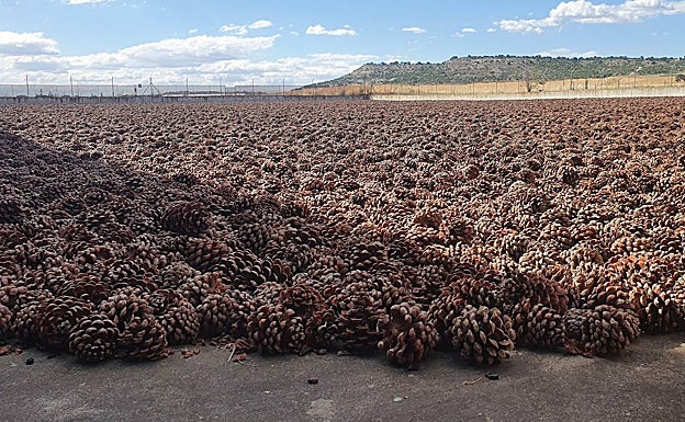 El secado del piñón se produce de forma tradicional