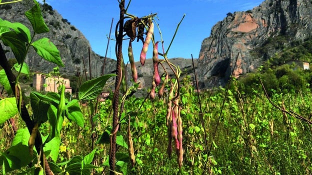 Cultivo de caparrones en La Rioja