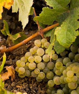 Imagen secundaria 2 - Vendimia en los viñedos de Altos de Chipude, en La Gomera. Abajo, a la derecha, la uva forastera con la que Gloria Negrín elabora su vino Rajadero