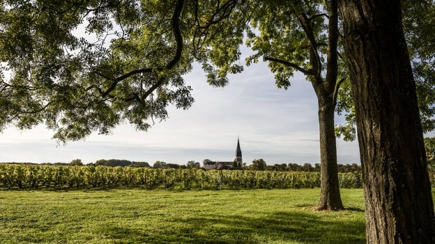 Viñedos de Laurent Perrier