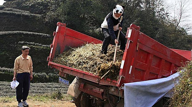 An Yanshi utiliza los excrementos de osos panda como abono en sus instalaciones