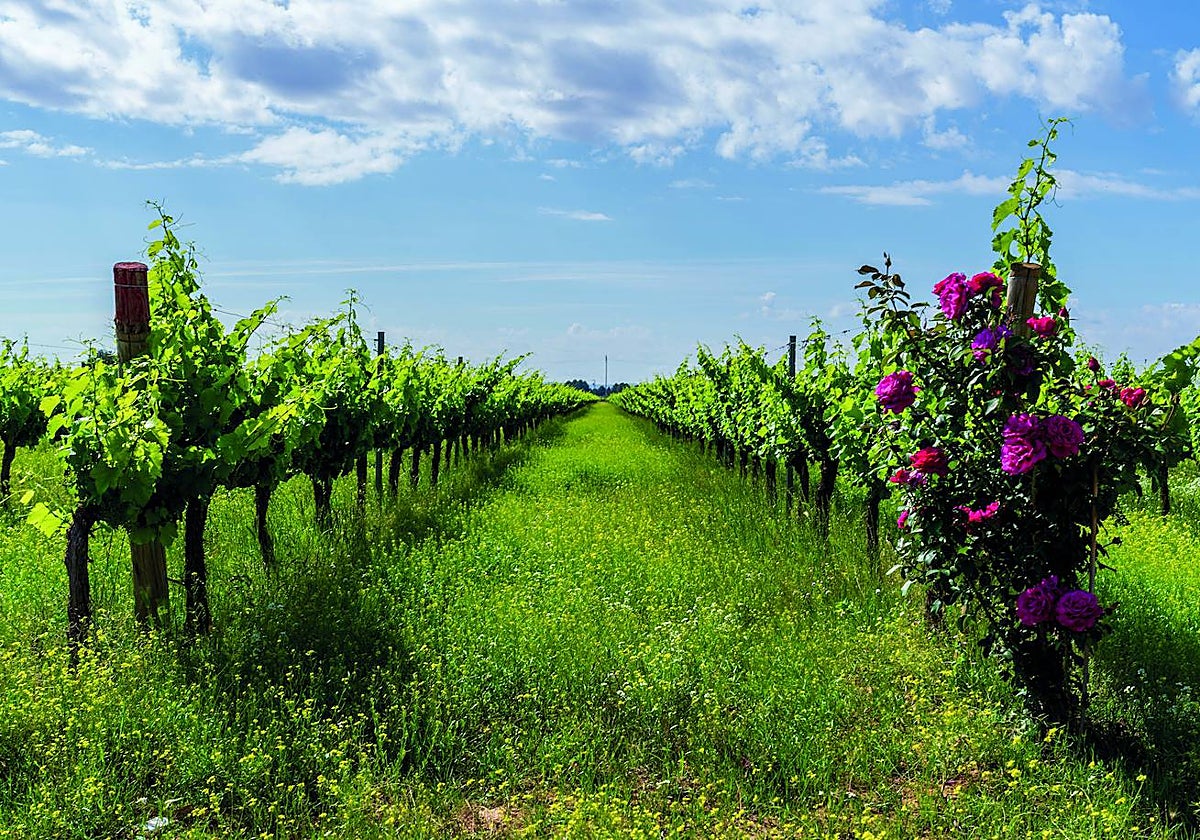 Finca El Romeral, de Bodegas Verum