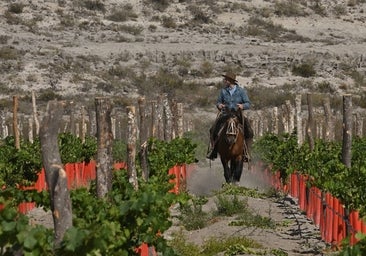 Ribera del Cuarzo, el vino del viento patagónico