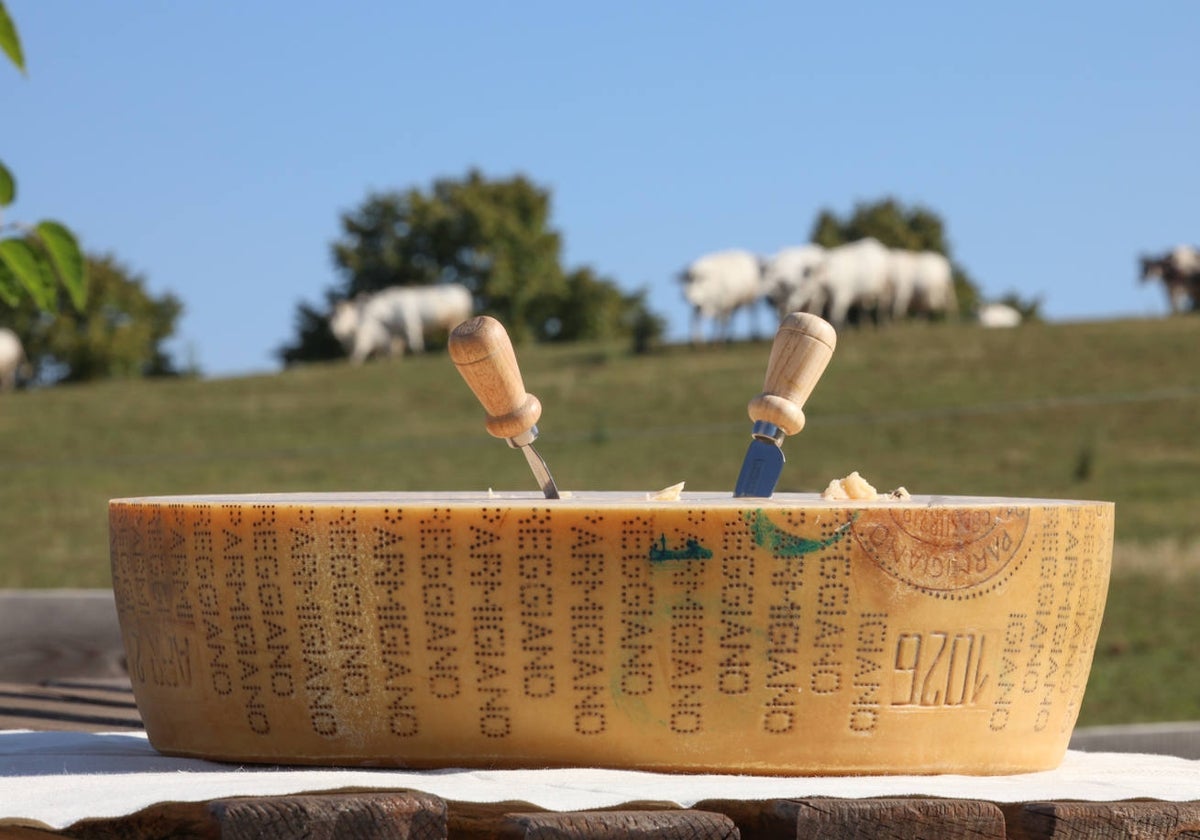 Media rueda de queso Parmigiano Reggiano auténtico en la quesería Rosola, de Zocca