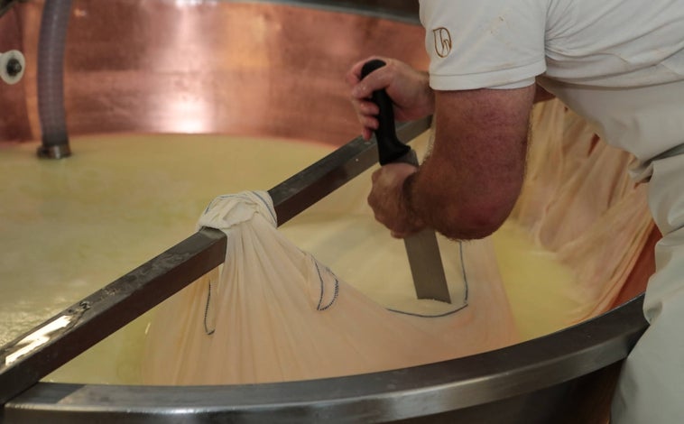 Imagen principal - Elaboración del Parmigiano Reggiano auténtico en la quesería Rosola, en Zocca. 